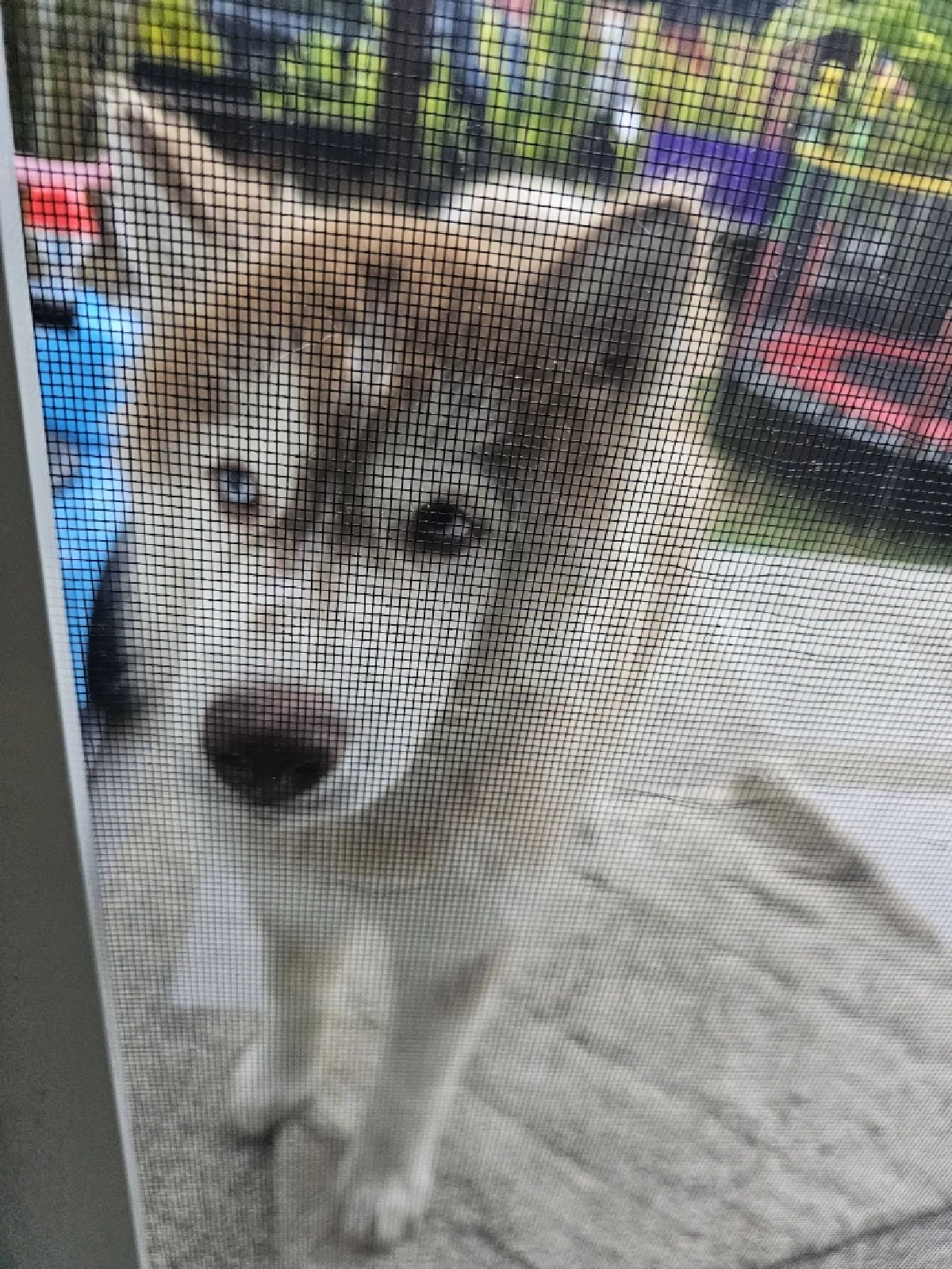 "เจ้าของเก่า" เผยสาเหตุแท้จริงต้องหาบ้านใหม่ ให้ มอลลี่-เบ็ตซี่