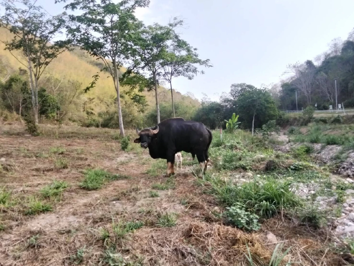 นาทีชีวิต! เร่งช่วยกระทิงป่าแก่งคอย บาดเจ็บหนักเดินเซื่องซึมโผล่ไร่ชาวบ้าน