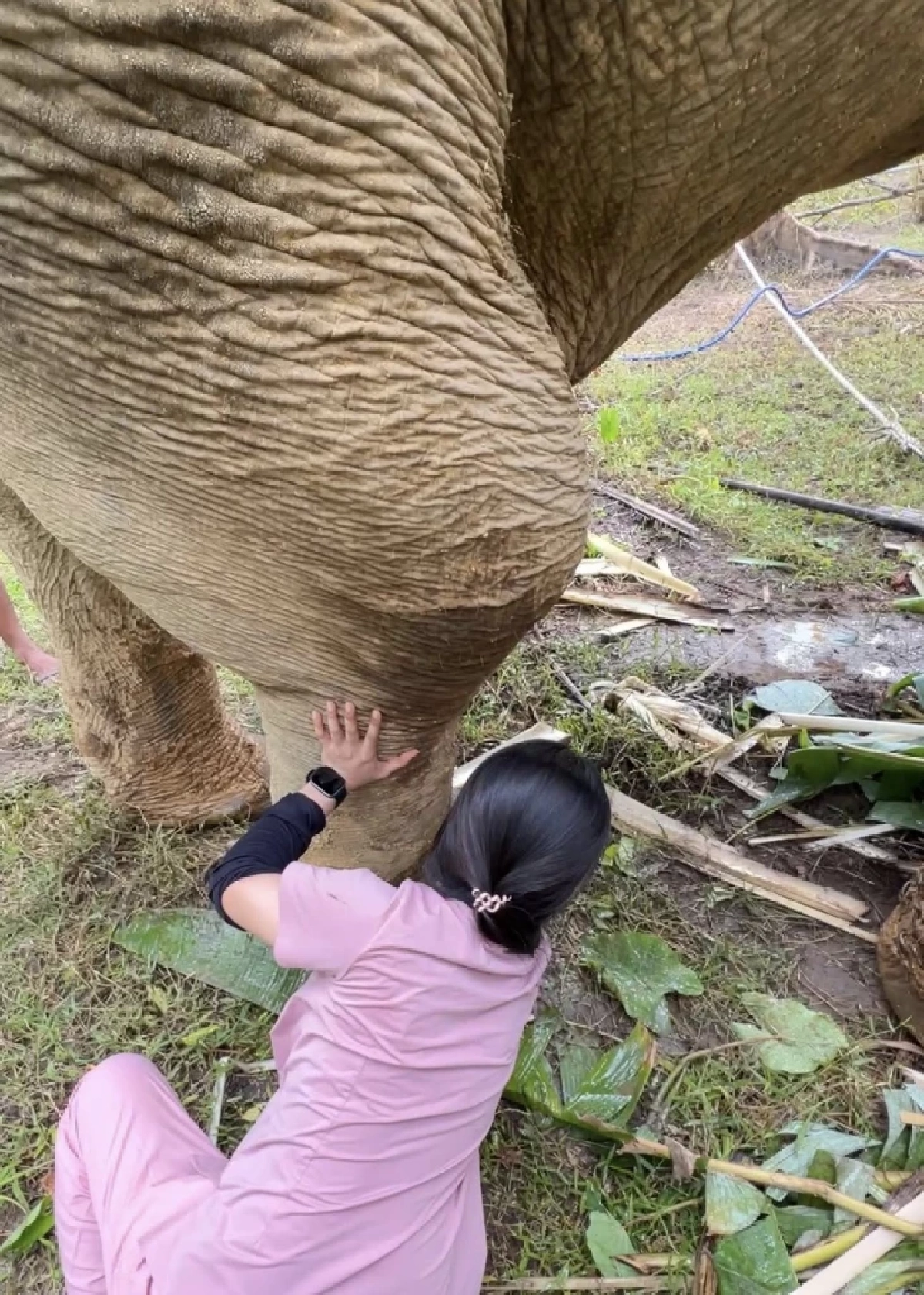 อัปเดตอาการพลายเดียว ช้างตกเขาพังงา ขาบวม-ผลเลือดน่าห่วง