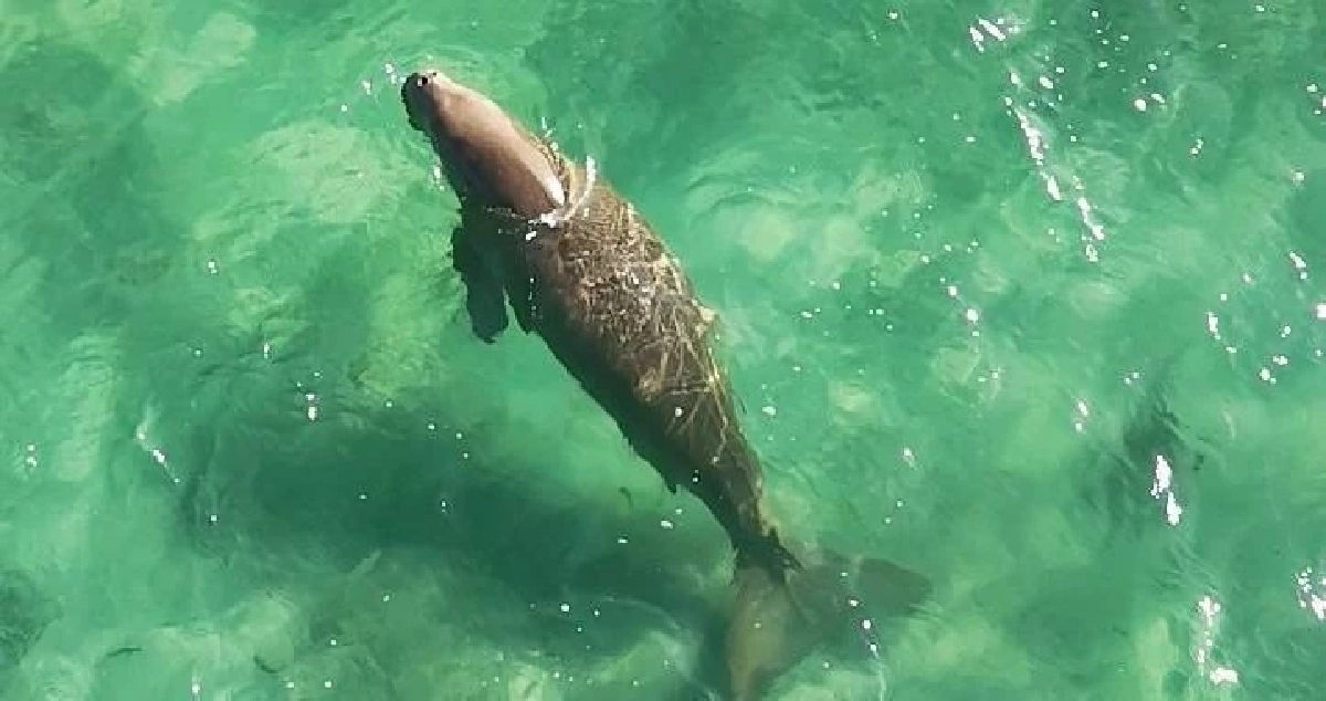 พบพะยูน 1 ตัวว่ายหาอาหารหาดหยงหลำ สะท้อนระบบนิเวศทะเลตรังยังดี