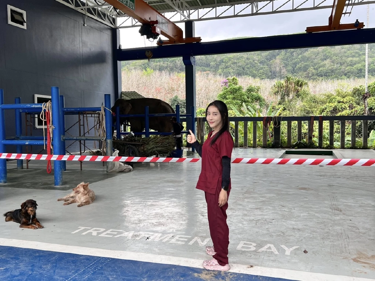 พลายเดียว ช้างตกเขาจากพังงาถึงรพ.ภูเก็ต ผลตรวจเบื้องต้นกระดูกไม่หัก