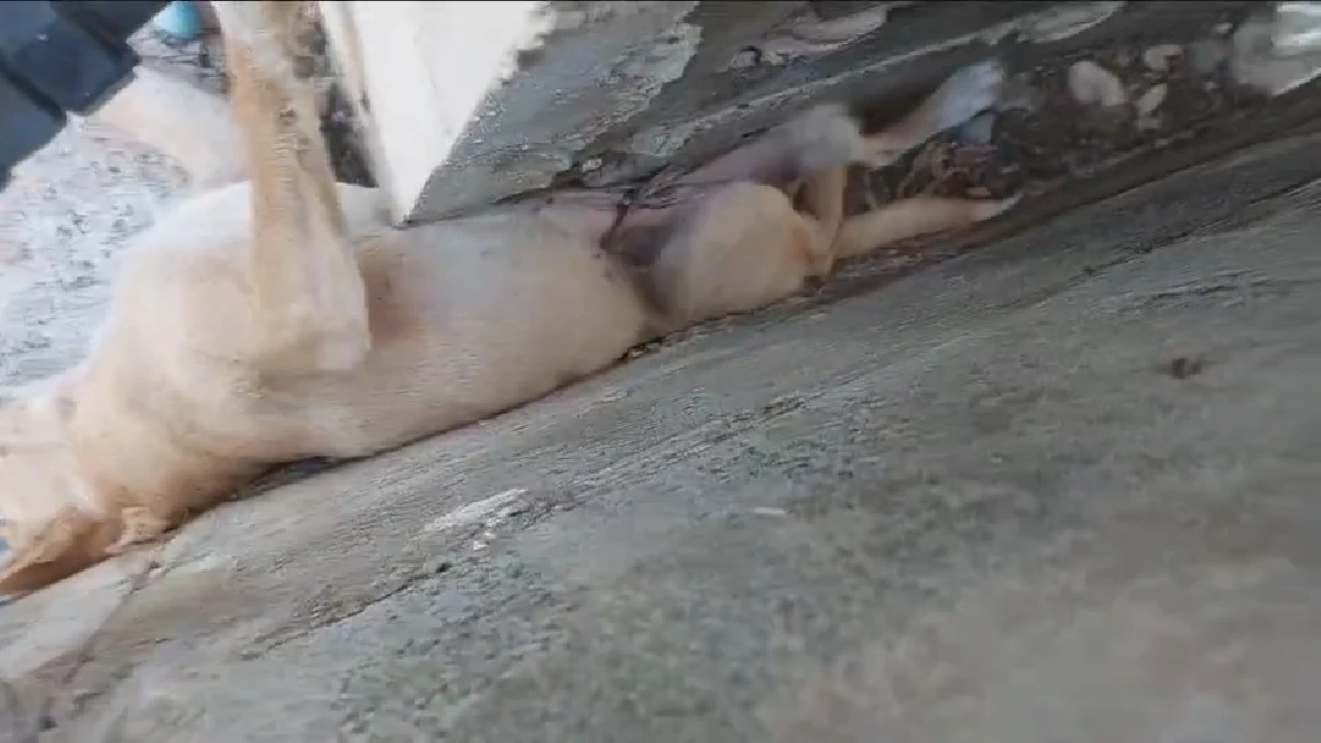 นาทีชีวิต! ช่วยลูกหมาติดซอกกำแพงแคบ ร้องระงมข้ามคืน