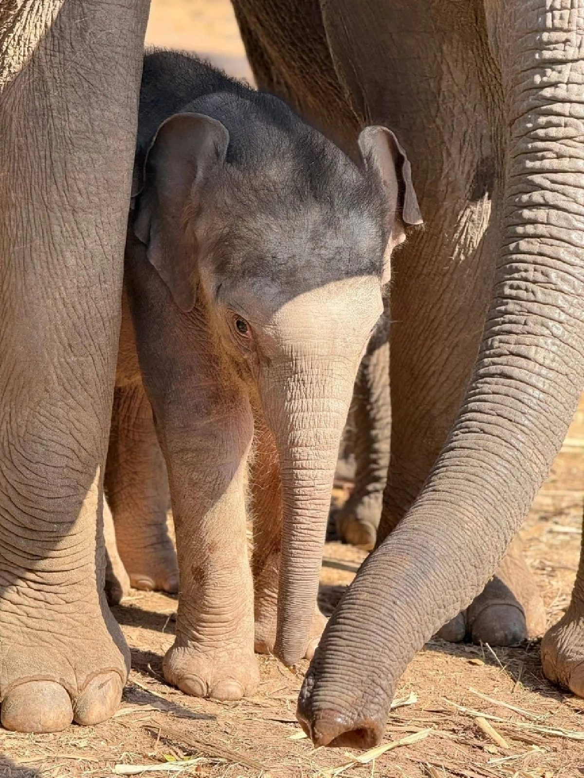 ข่าวดีป่าซับลังกา น้องกุมภา สมาชิกใหม่ตัวที่ 71 คืนช้างสู่ธรรมชาติ