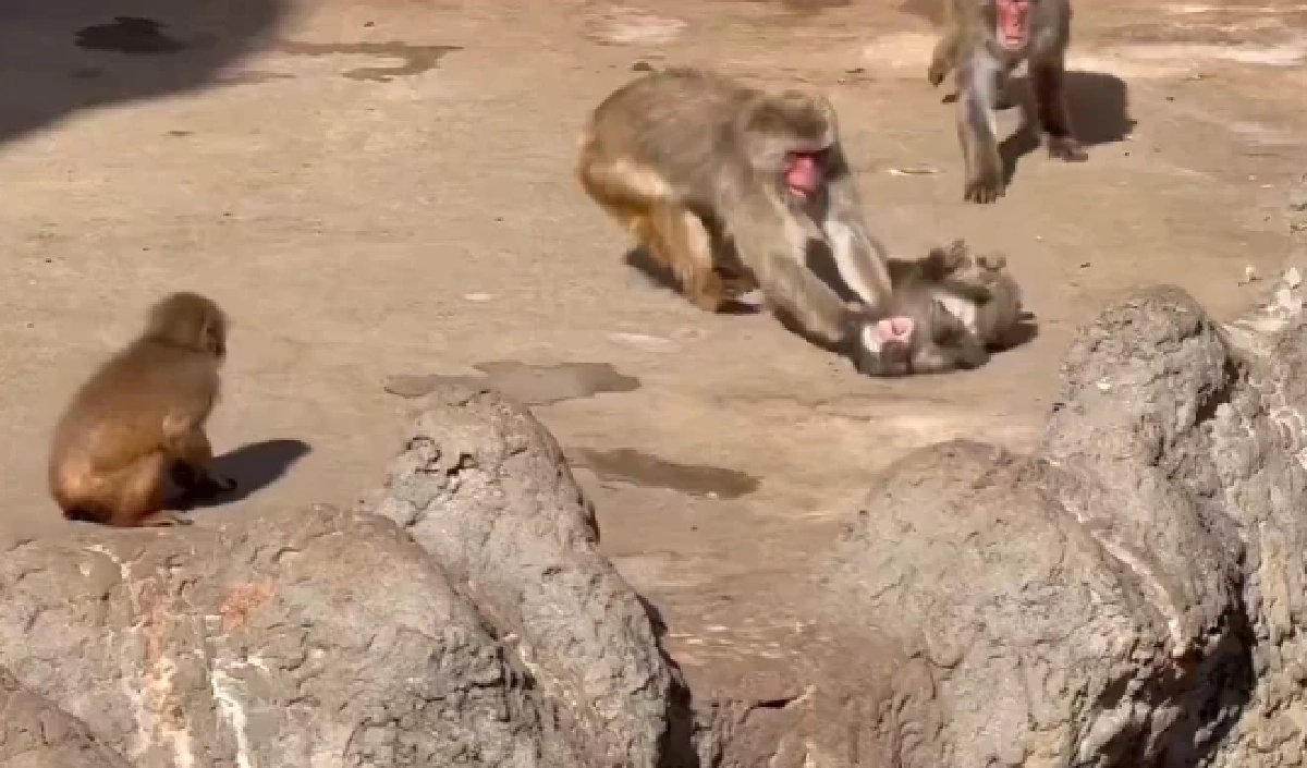 เฉลยสาเหตุ "พันช์คุง" ถูกลิงโตเต็มวัยลาก หลังพยายามเข้าหา