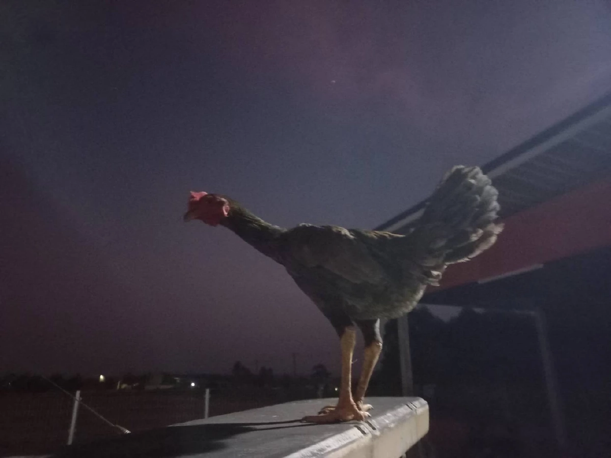 กู้ภัยโคราชใจอ่อน รับเลี้ยงไก่หลงหลังช่วยตัดเชือกพันขา พบแสนรู้เดินตามเหมือนหมา