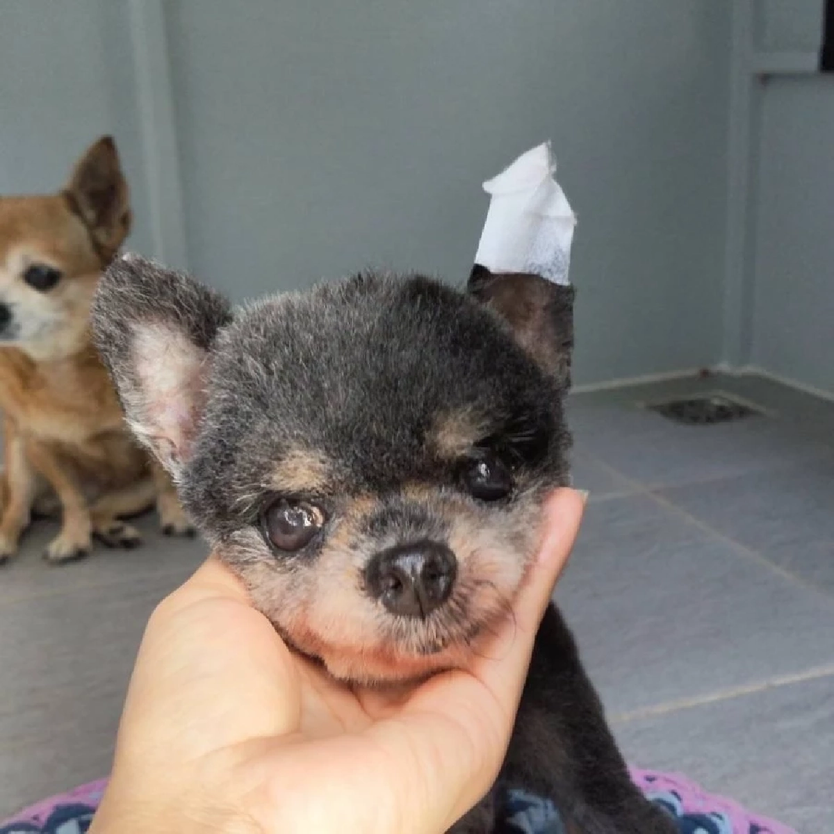 หนูเล็ก ก่อนบ่าย โวยร้านตัดขน ทำหมาสุดรักหูฉีกลึก 2 ซม.