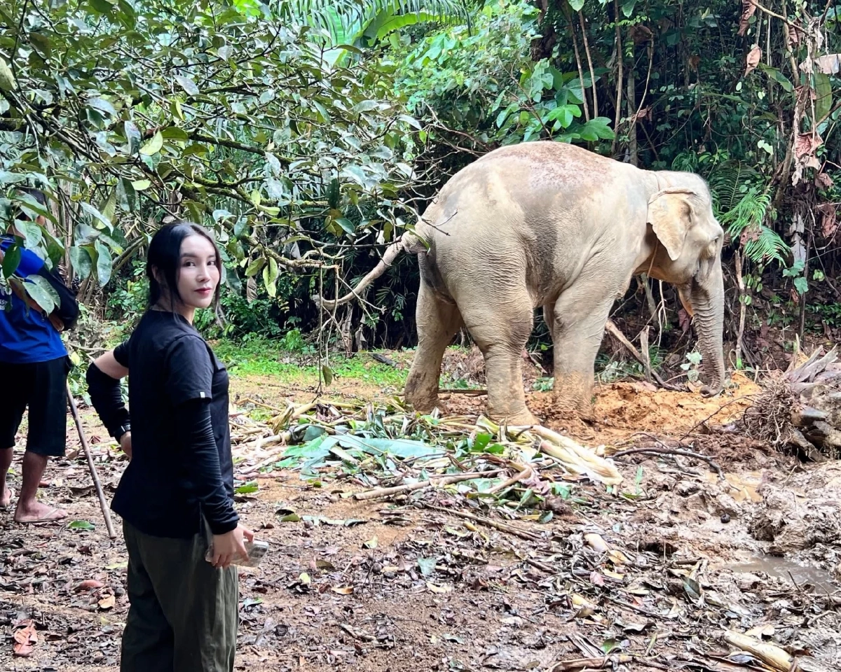 อัปเดตอาการพลายเดียว ช้างตกเขาที่พังงา ล่าสุดหมอโบว์เข้าช่วยแล้ว