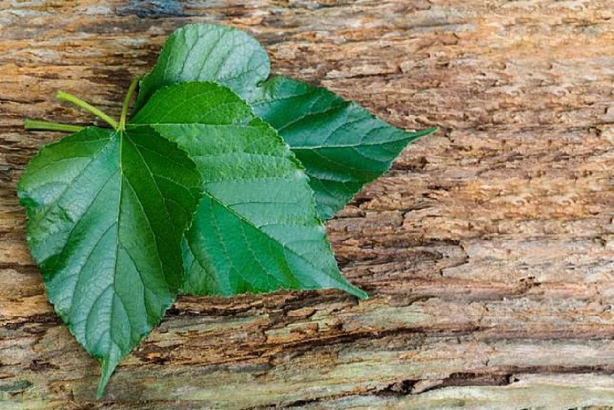 ปอดพังเพราะฝุ่น? ฟื้นได้ด้วย 5 สมุนไพรบำรุงปอดจากธรรมชาติ