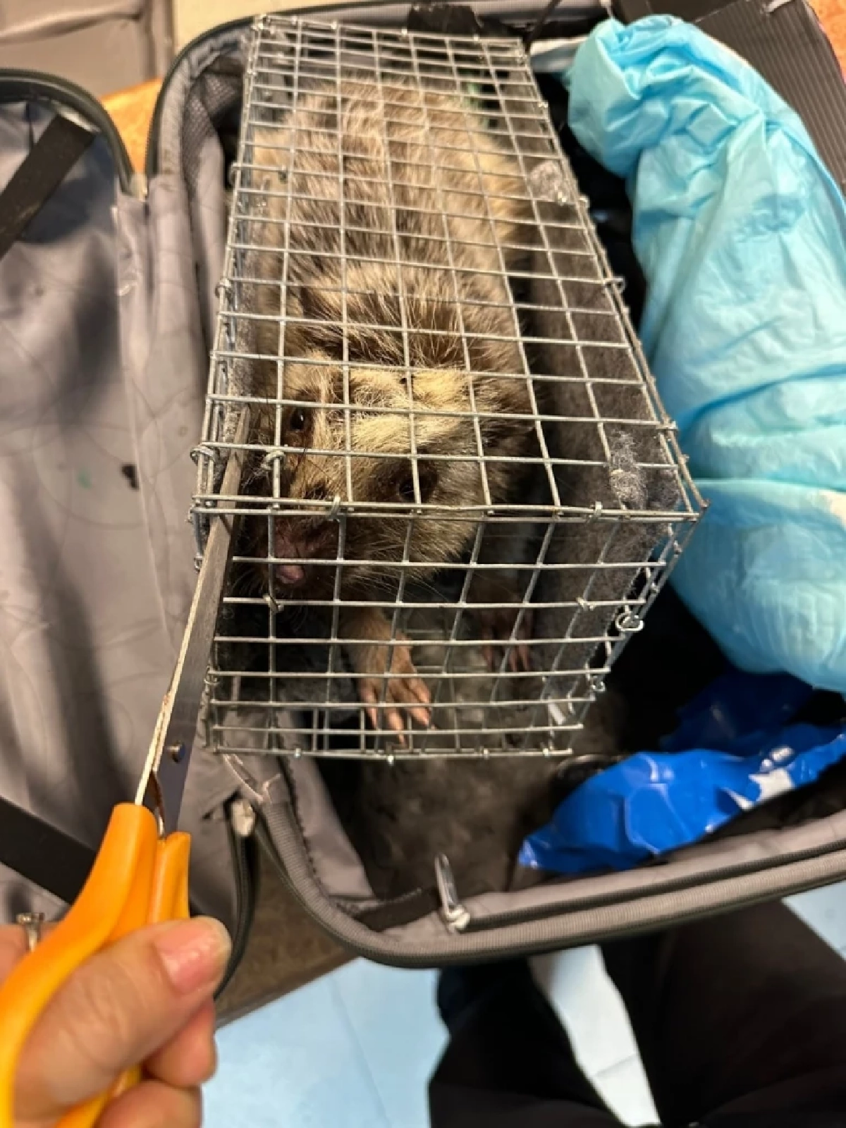 สกัดขบวนการค้าสัตว์ป่าข้ามชาติ! รวบหนุ่มไทยซุก ตะกวด–โอพอสซัม