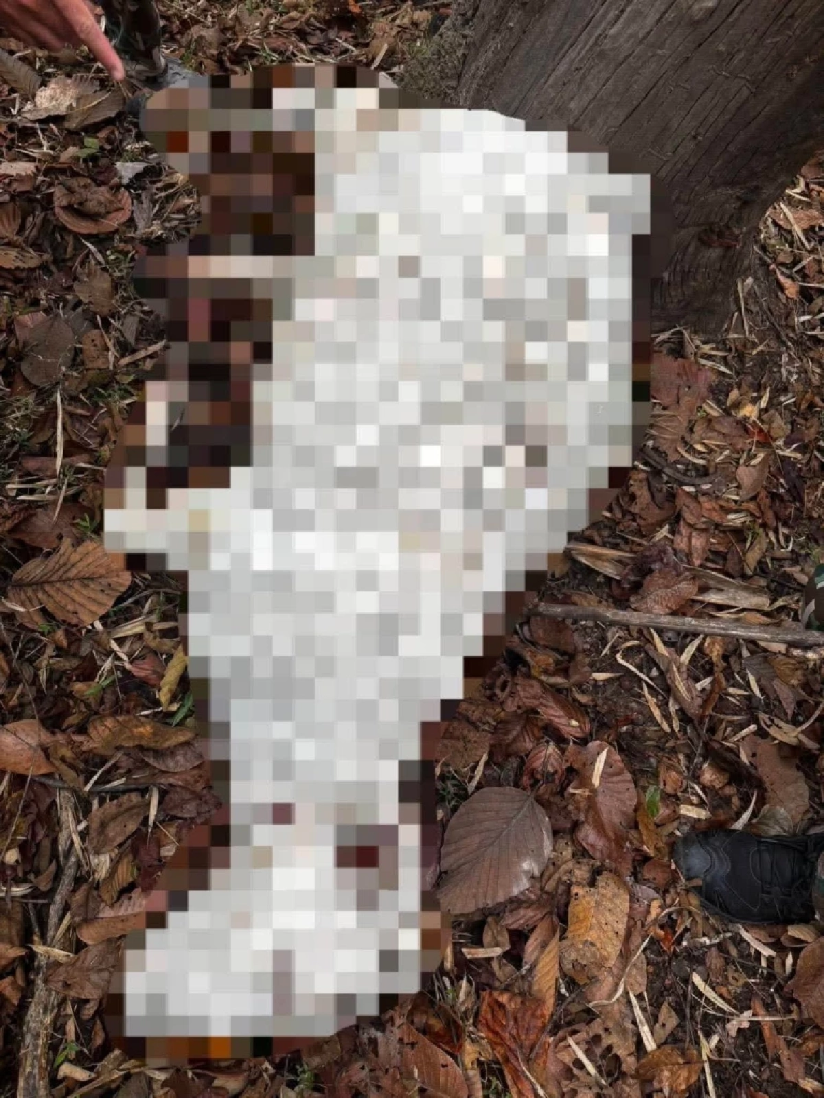 อธิบดีอุทยานฯ สั่งตามรอยเสือโคร่งบุกขย้ำวัวชาวบ้านบนดอยอินทนนท์ 