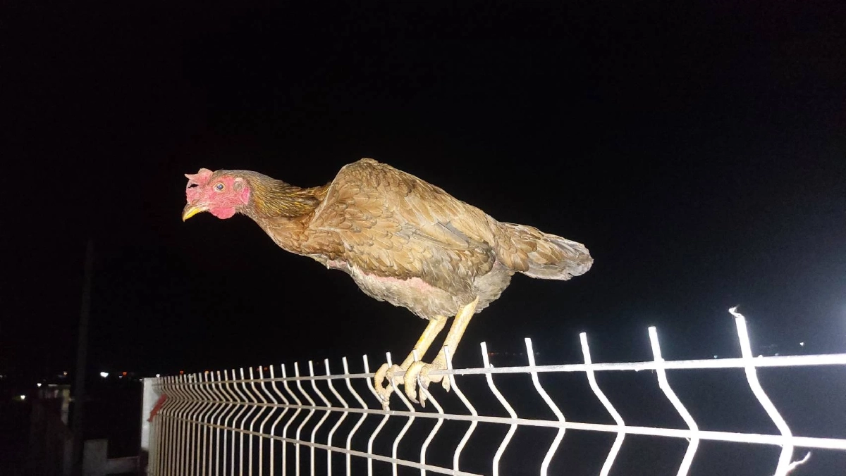 กู้ภัยโคราชใจอ่อน รับเลี้ยงไก่หลงหลังช่วยตัดเชือกพันขา พบแสนรู้เดินตามเหมือนหมา