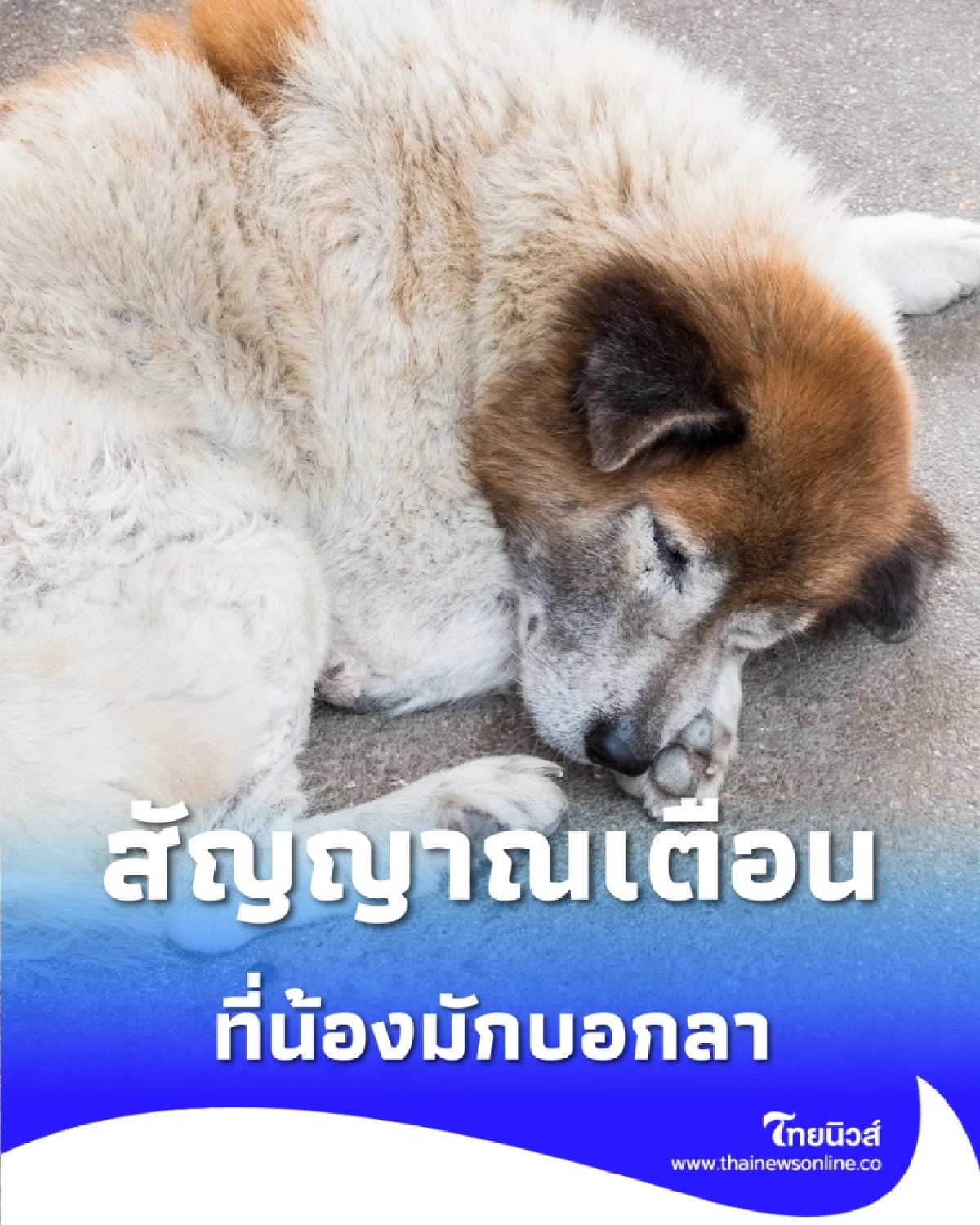 วินาทีสุดท้ายกับสัญญาณเตือนที่น้องมักบอกลา ก่อนเดินทางกลับดาวหมาแมว