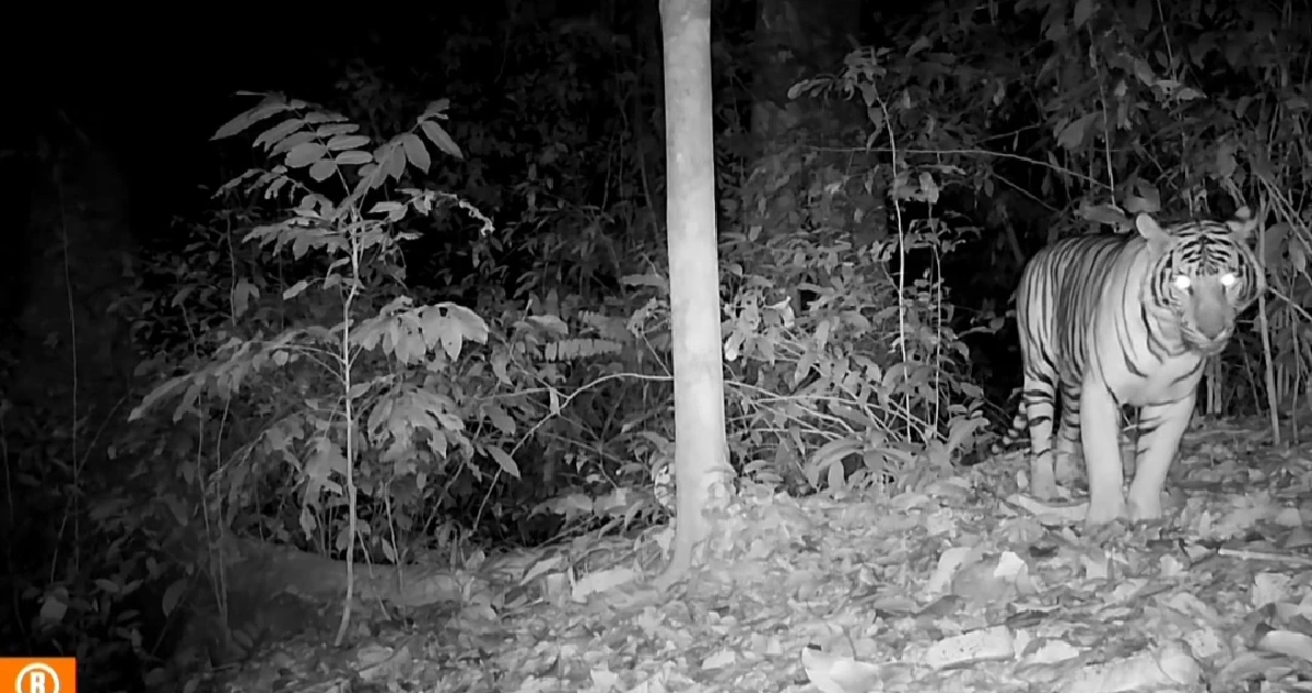 ณเดชเปิดตัวแฟนใหม่! ภาพหลุดกลางป่าแก่งกระจาน ทำคอข่าวลุ้นตัวโก่ง