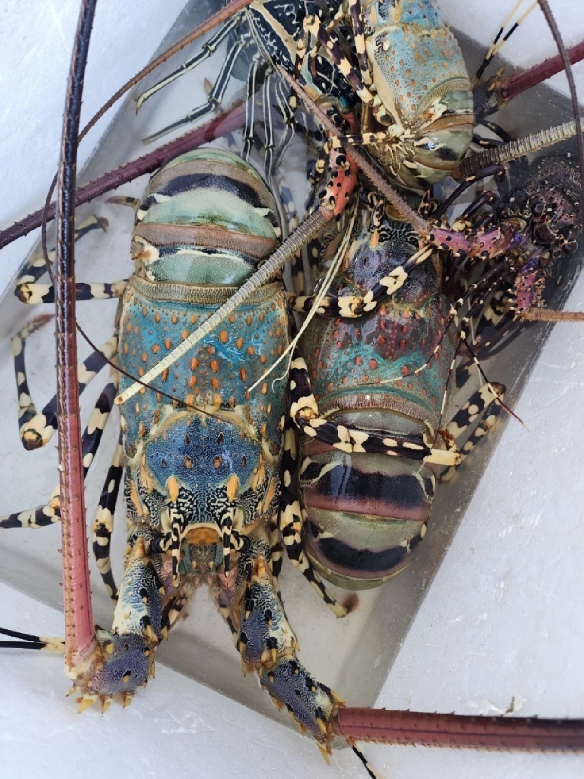 กุ้งมังกร 7 สีภูเก็ต GI ใหม่ พรีเมียม สมฉายา ฟัวกราส์แห่งท้องทะเล