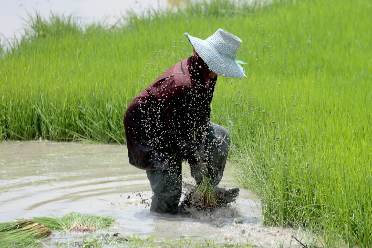 เฮสนั่น ไฟเขียวเพิ่ม 1,792.061 ล้าน งบช่วยชาวนาปี 2568/69