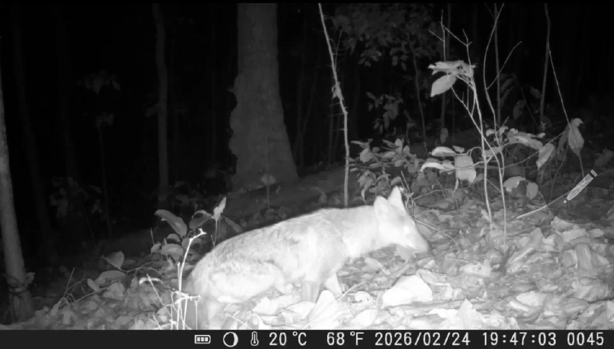 อธิบดีฯ สั่งระดมกำลังโดรนและกล้องดักถ่าย ตามหาเสือโคร่งดอยอินทนนท์