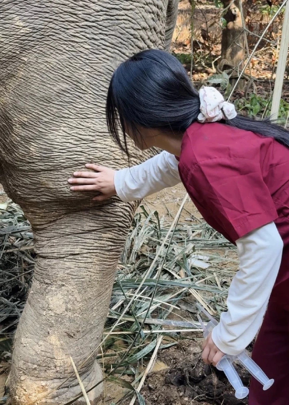 ระทึก! ช้างป่าตกเขาในพื้นที่พังงา บาดเจ็บสาหัส เร่งดูแลใกล้ชิด