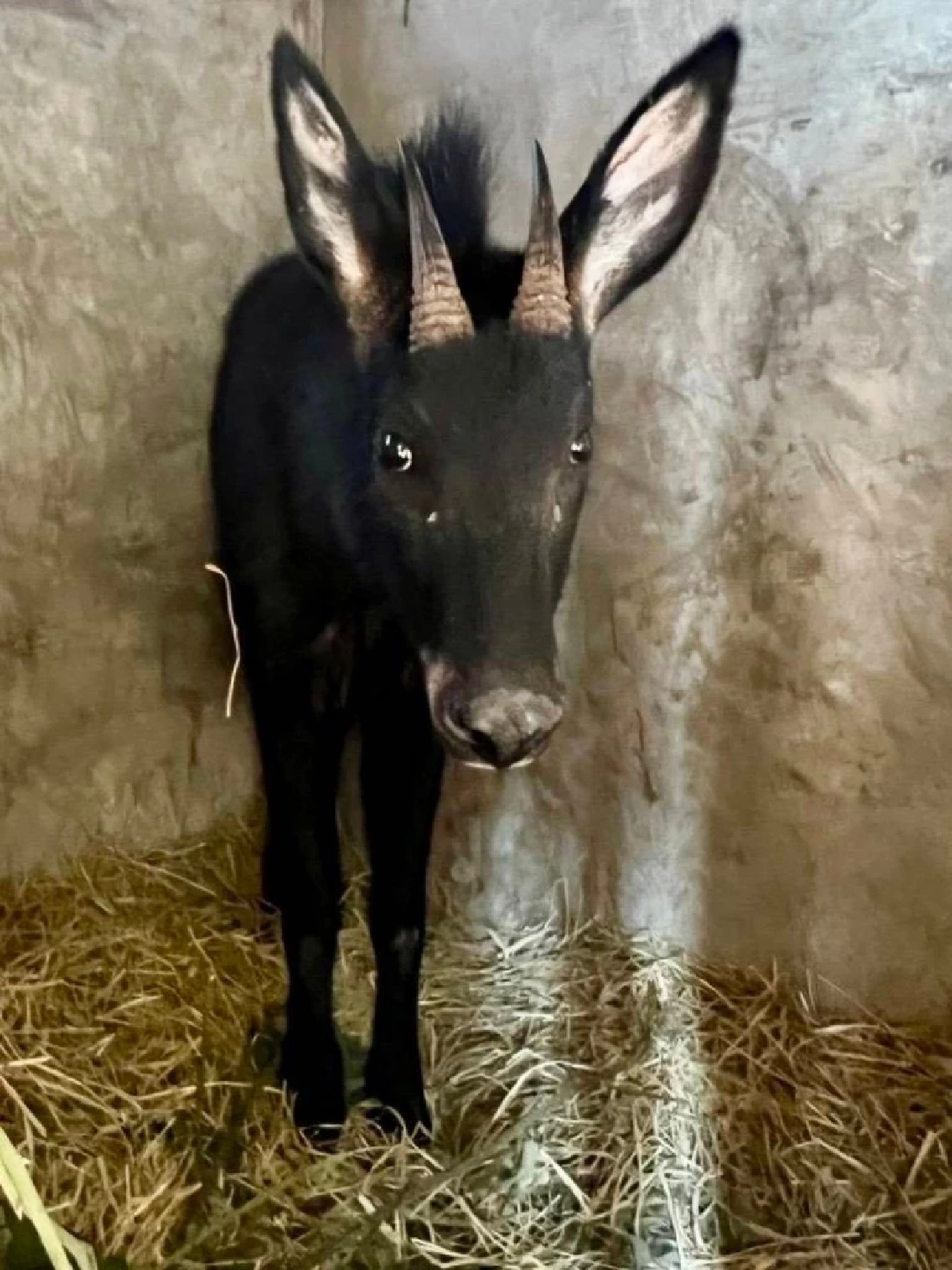 รักษาหายใน 5 วัน ปล่อยเลียงผา คืนป่าเขาภูหลวง หลังติดบ่วงสลิงเกือบไม่รอด
