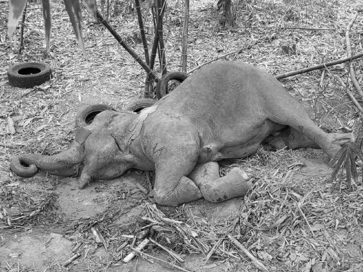 แม่ช้างป่าบาดเจ็บที่ขา ล้มแล้ว หลังทีมสัตวแพทย์ระดมกำลังช่วย