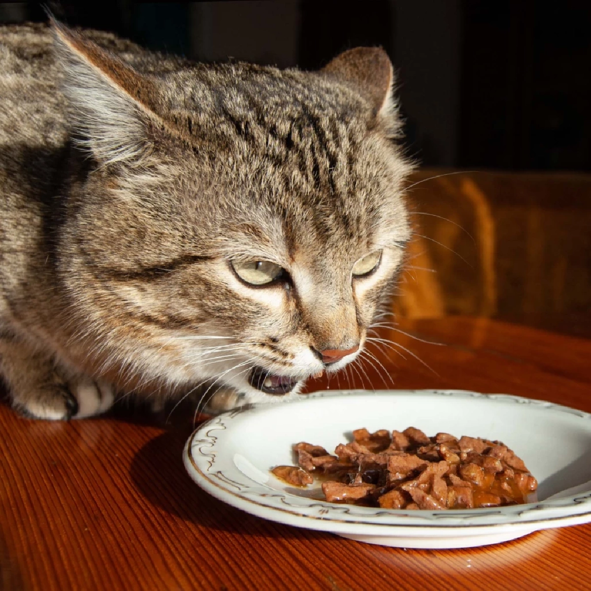 สาเหตุแมวอ้วกหลังกินข้าว พร้อมวิธีแก้ไขเบื้องต้นที่เจ้าของควรรู้