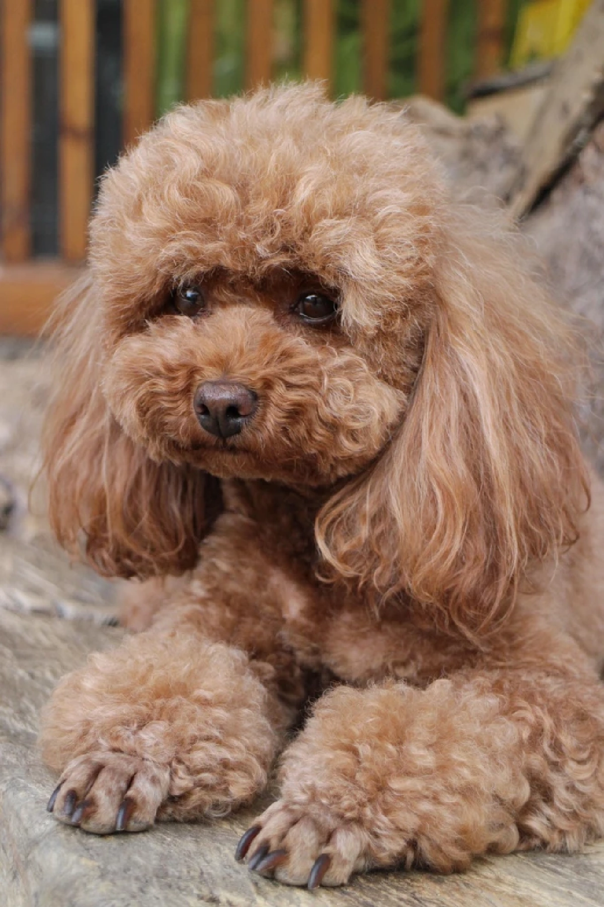 สาวโดนสั่งห้ามพาสุนัขขึ้นเครื่องบิน ตัดสินใจทำสิ่งไม่คาดคิด