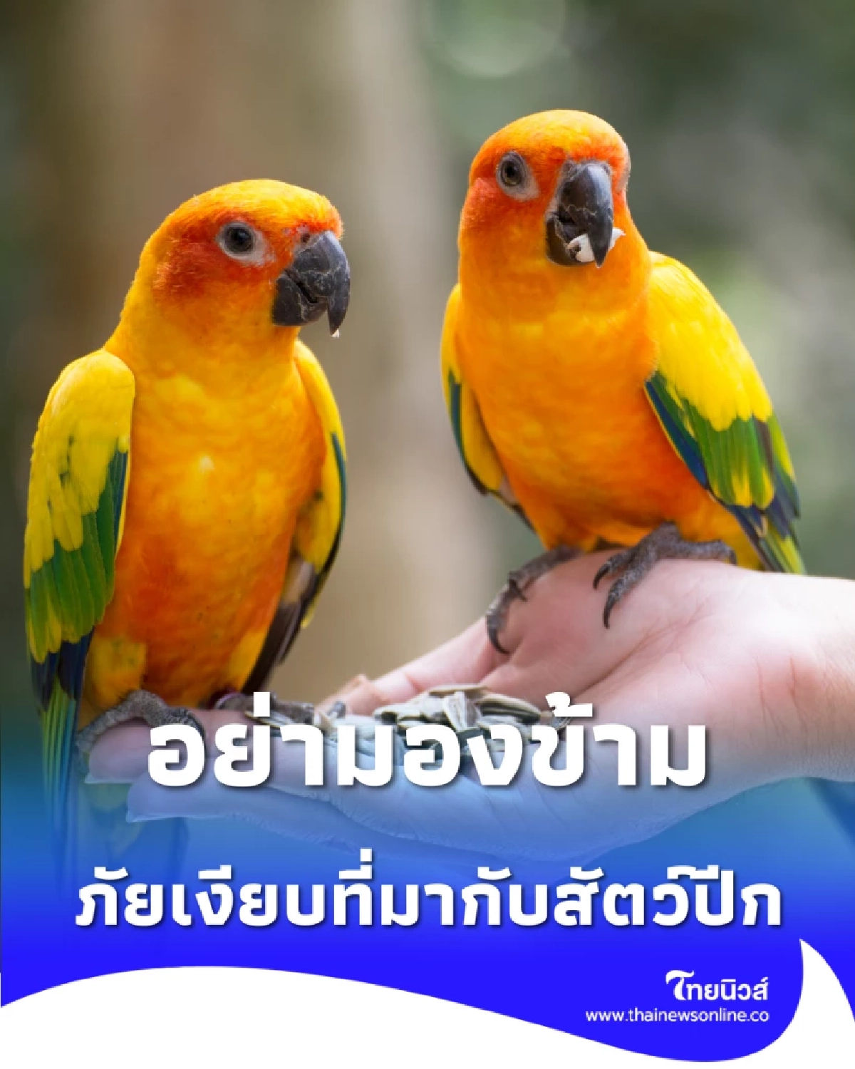 อย่ามองข้าม ไข้นกแก้ว คืออะไร อาการคล้ายไข้หวัดแต่เสี่ยงถึงชีวิต