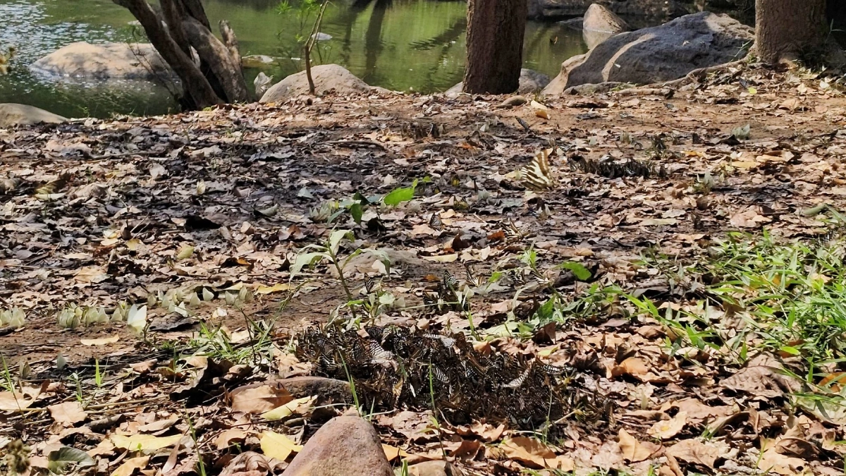 ฝูงผีเสื้อนับพันบุกแก่งวังวนโคราช อวดโฉมรับหน้าร้อน