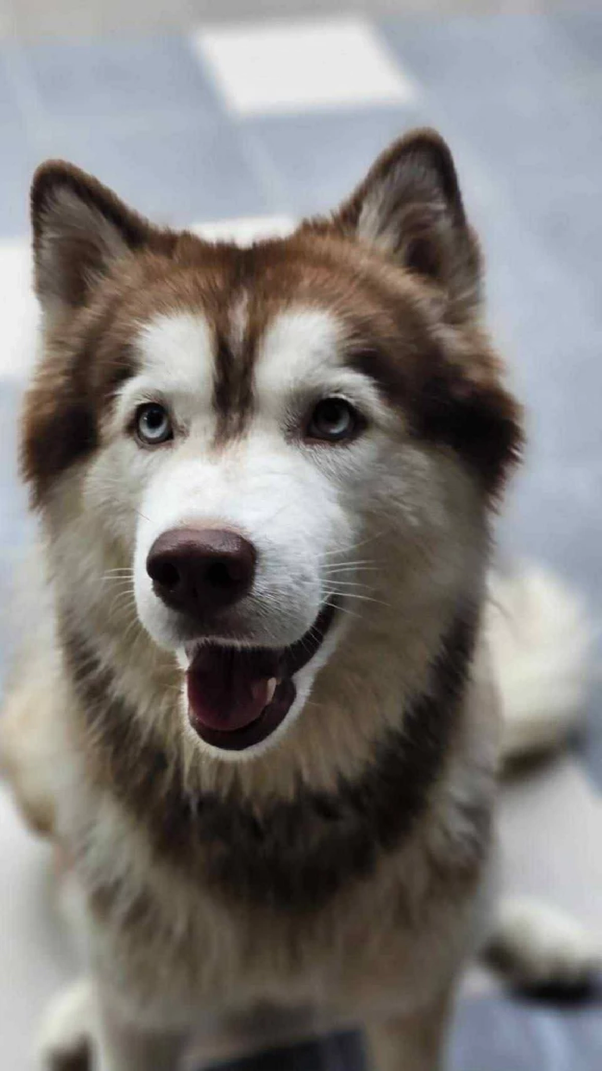 เจ้าของเข่าทรุด เห็นสภาพไซบีเรียน หลังหายออกจากบ้าน 2 วัน