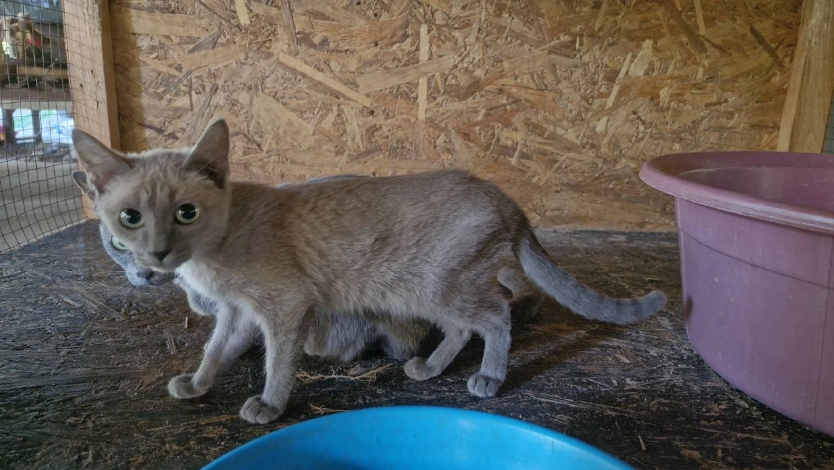 โคราชเดินหน้าขยายพันธุ์แมวสีสวาด หลัง ครม.ยกแมวไทยเป็นเอกลักษณ์ชาติ