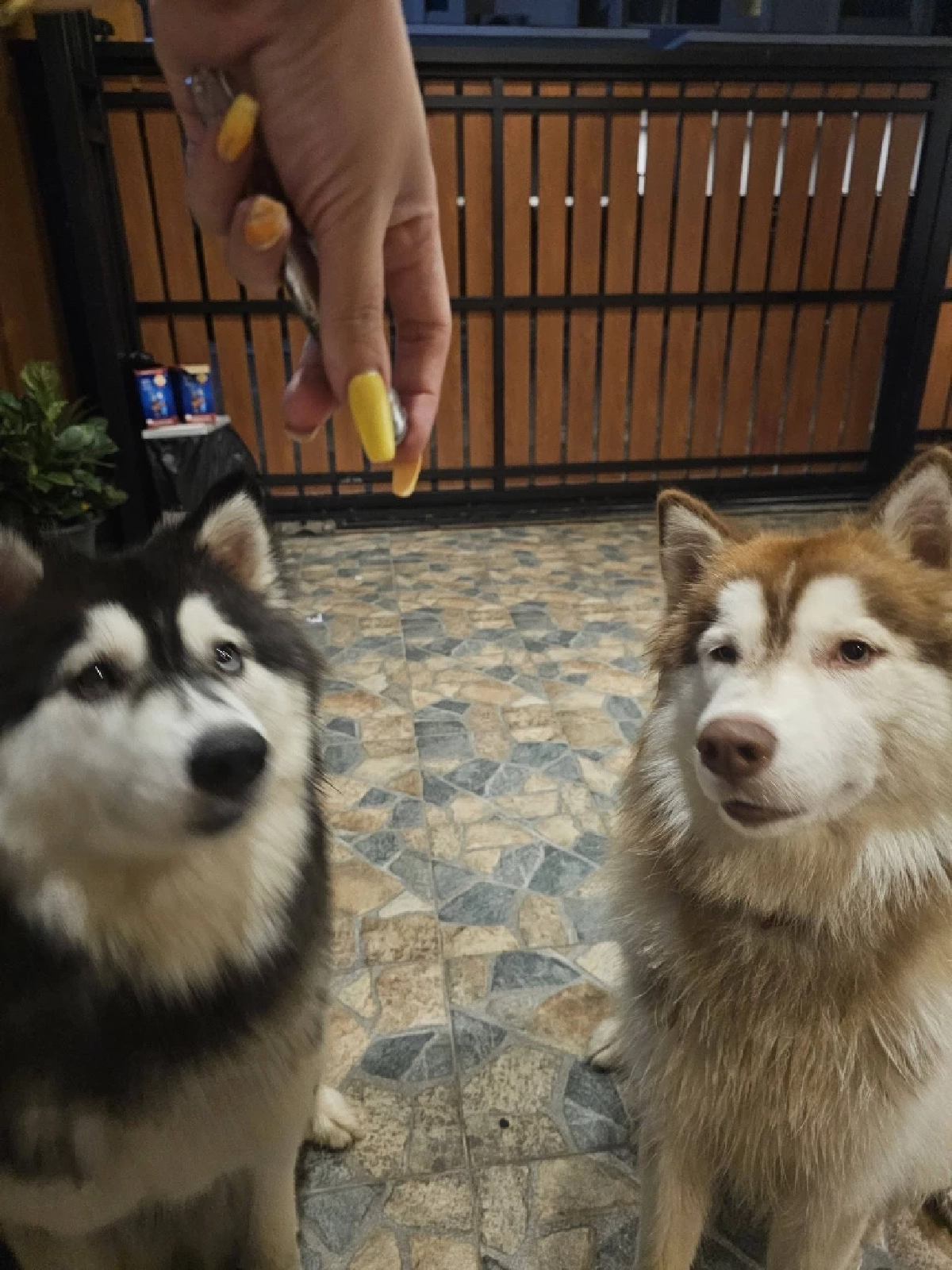 "เจ้าของเก่า" เผยสาเหตุแท้จริงต้องหาบ้านใหม่ ให้ มอลลี่-เบ็ตซี่