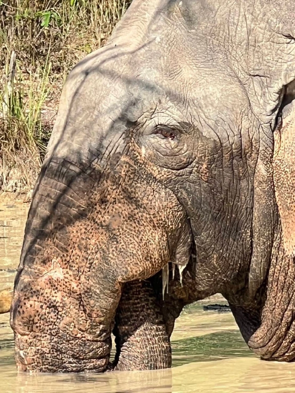 คืบหน้าอาการ พลายด้วนวนาลี หลังพบแผลบวมโคนหาง-สนับงา