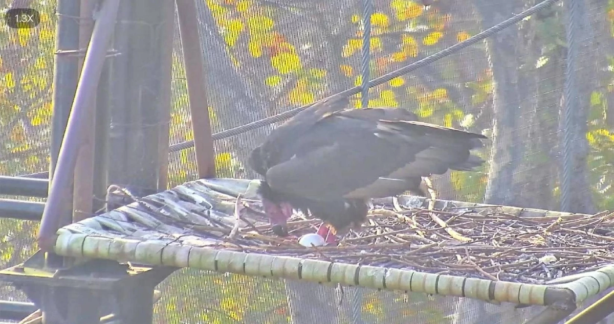 ข่าวดี! พญาแร้งห้วยขาแข้งวางไข่ใบที่ 2 มุ่งฟื้นฟูระบบนิเวศไทย