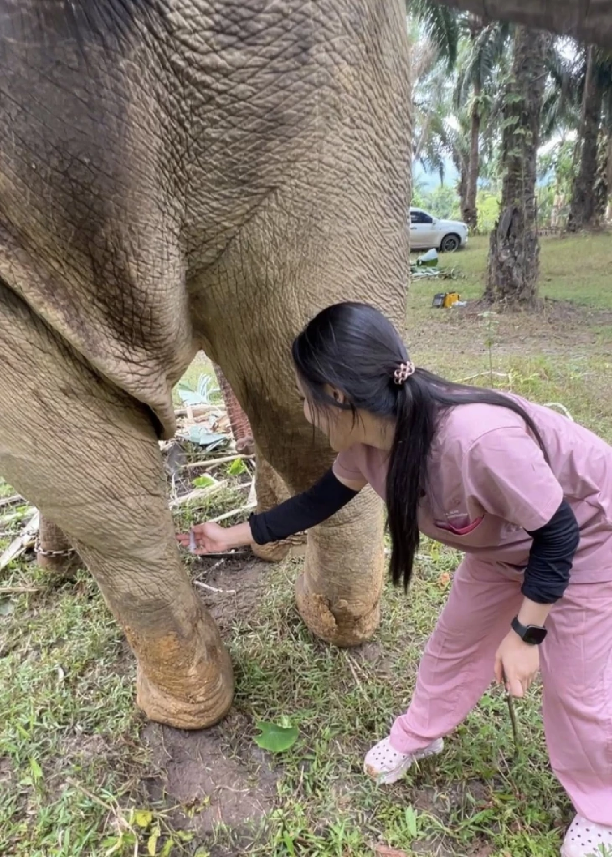 อัปเดตอาการพลายเดียว ช้างตกเขาพังงา ขาบวม-ผลเลือดน่าห่วง