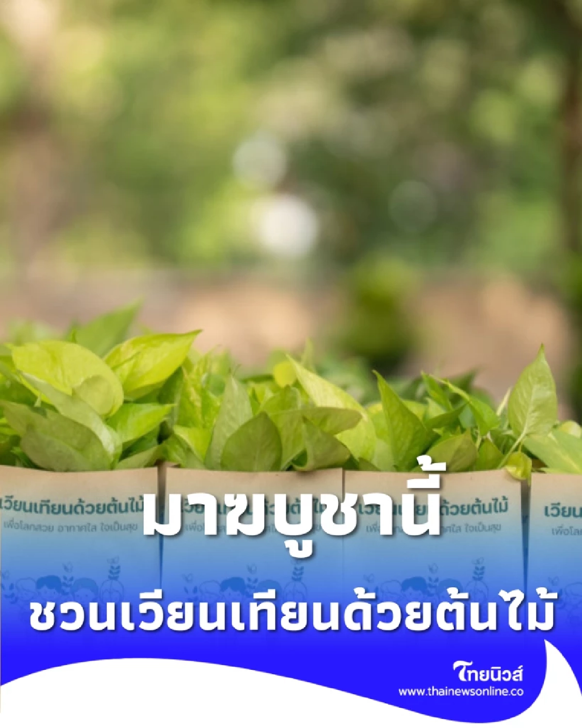 เวียนเทียนด้วยต้นไม้ 3 มีนานี้ เปลี่ยน กทม. ให้เขียวแบบแลนด์สไลด์