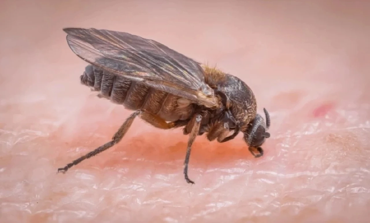 ทำความรู้จัก “ตัวคุ่น”  โดนกัดเสี่ยงติดเชื้อ อันตรายกว่าที่คิด