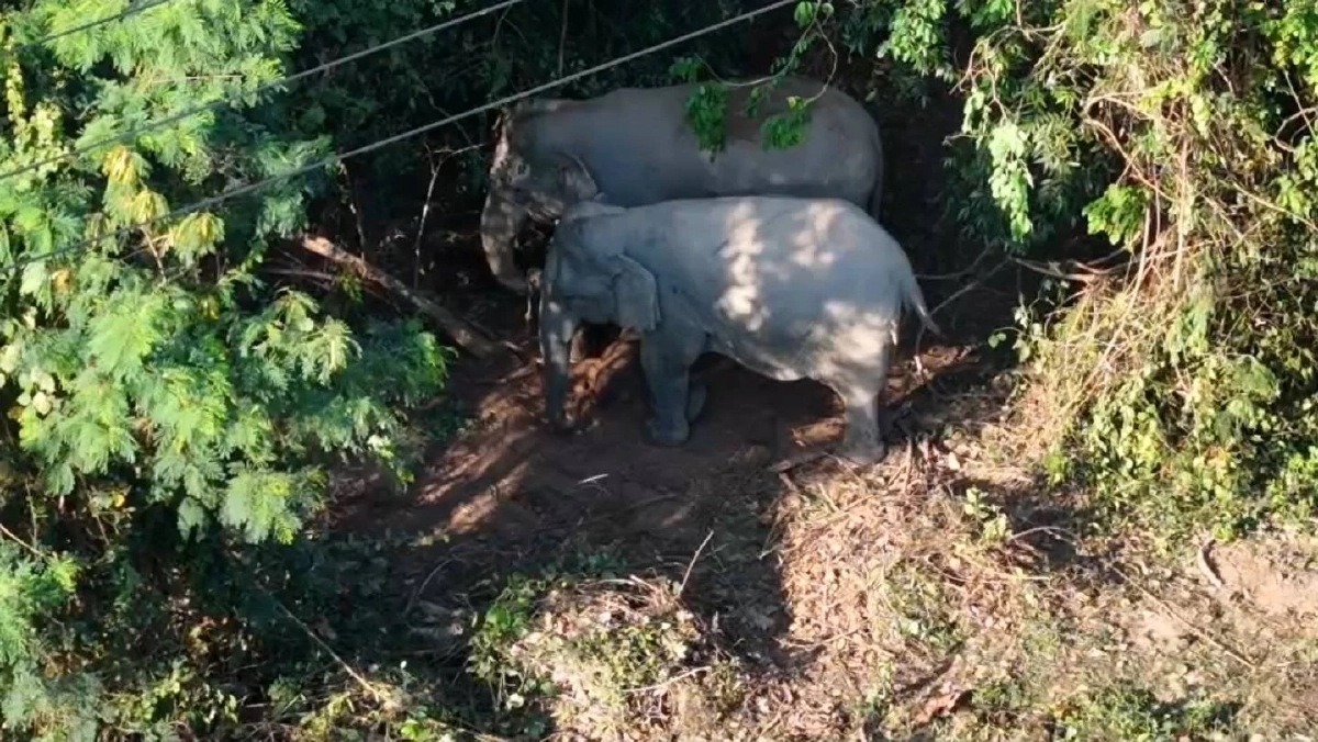 สุดเศร้า! ลูกช้างเขาใหญ่สิ้นใจหลังคลอด โขลงล้อมวงปกป้อง