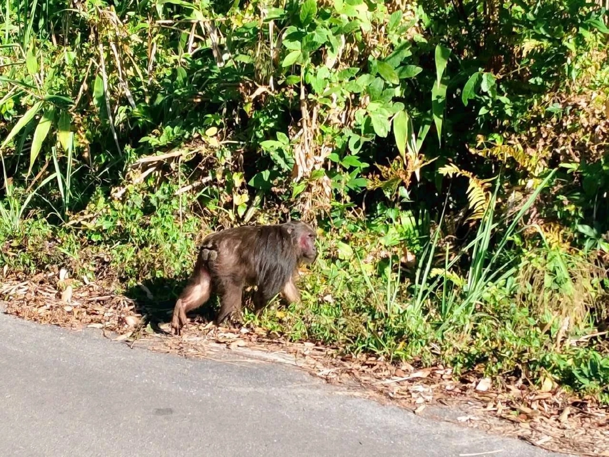 แม่วงก์เตือนผู้ใช้ทางหลวง 1117 ชะลอความเร็ว ระวังสัตว์ป่า