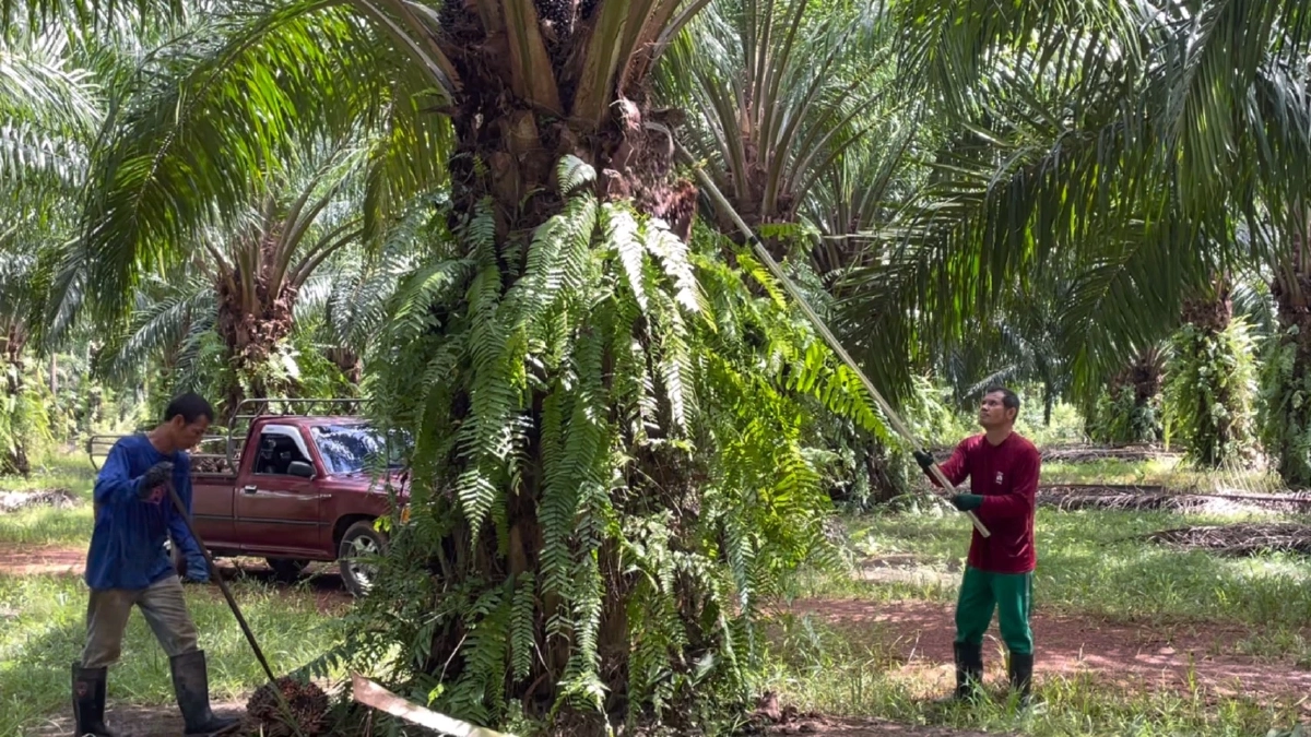 ชาวสวนตรังร้อง ปาล์มราคาดิ่งหลังรัฐประกาศประกัน 5 บาท