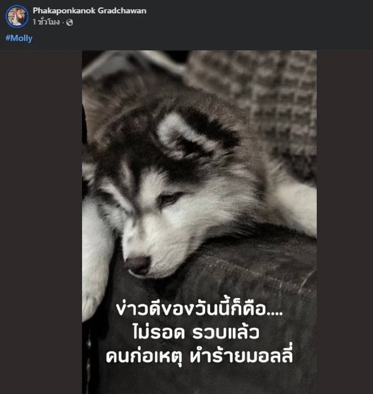 ไม่รอด อดีตเจ้าของ "น้องมอลลี่" เผยข่าวดีจับผู้ก่อเหตุได้แล้ว