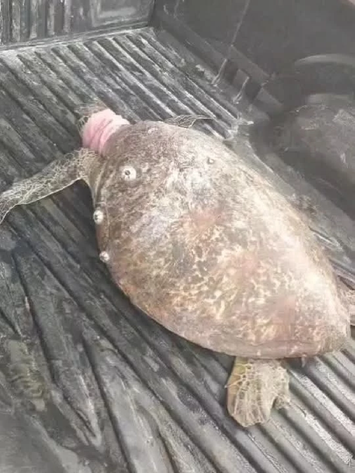 นาทีชีวิต! เจ้าหน้าที่รุดช่วย "เต่าตนุยักษ์" เกยตื้นหาดบางเบน อาการน่าห่วง