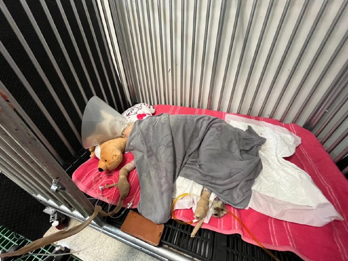 เจอแล้วจุดราดน้ำมัน "เจ้ามอลลี่" เศร้าหนักรู้เหตุการณ์ก่อนหน้า