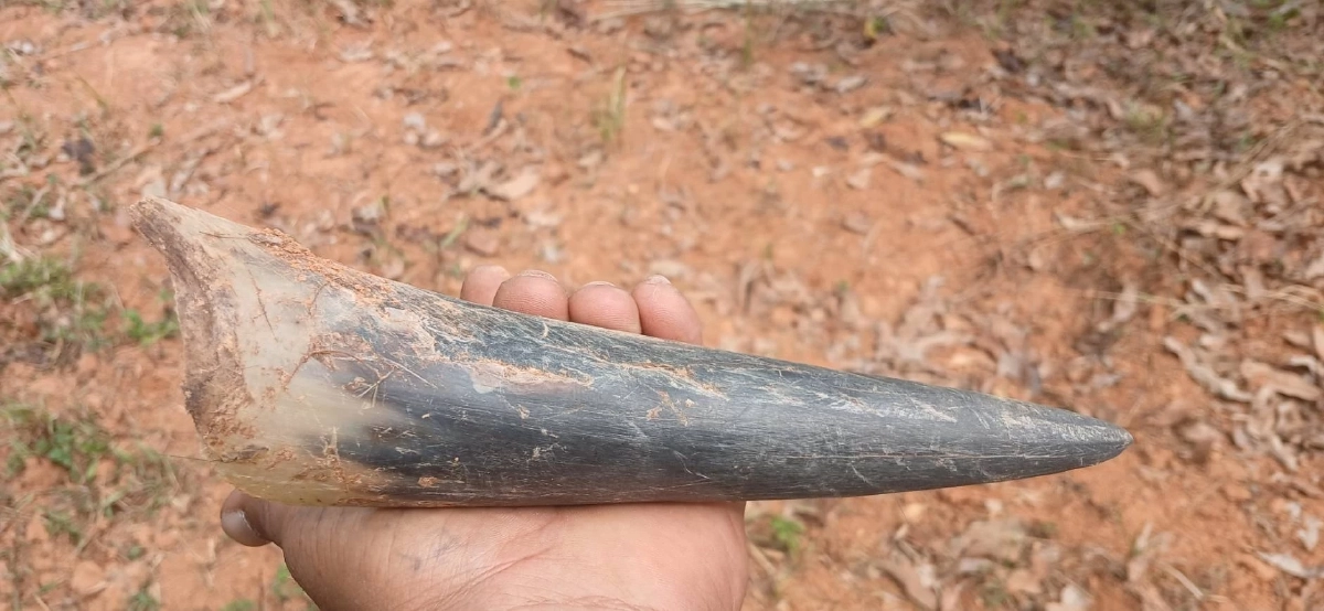 พบซากกระทิงป่าเขาใหญ่ดับที่วังน้ำเขียว คาดสู้กันเองจนเขาหัก