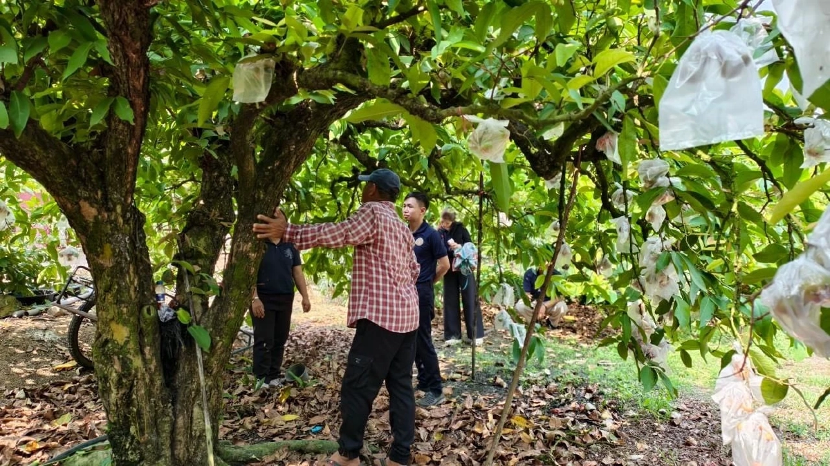 กรมทรัพย์สินทางปัญญา ประกาศ "ชมพู่คลองหาด" ของดีจังหวัดสระแก้ว เป็น GI น้องใหม่