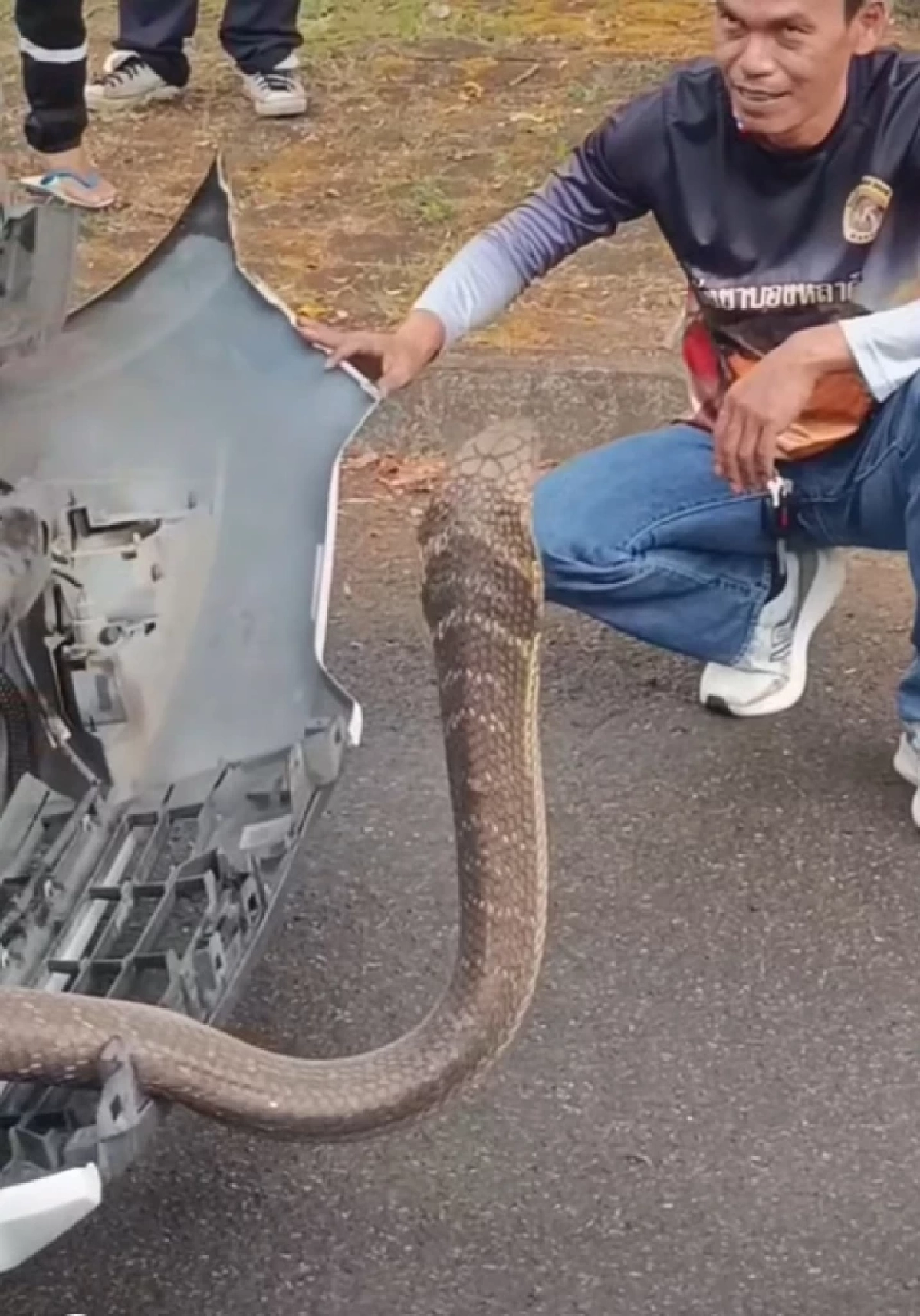 เลขทะเบียน งูจงอาง แผ่แม่เบี้ยหราหน้ารถ 4 ชม. กว่าจะจับได้