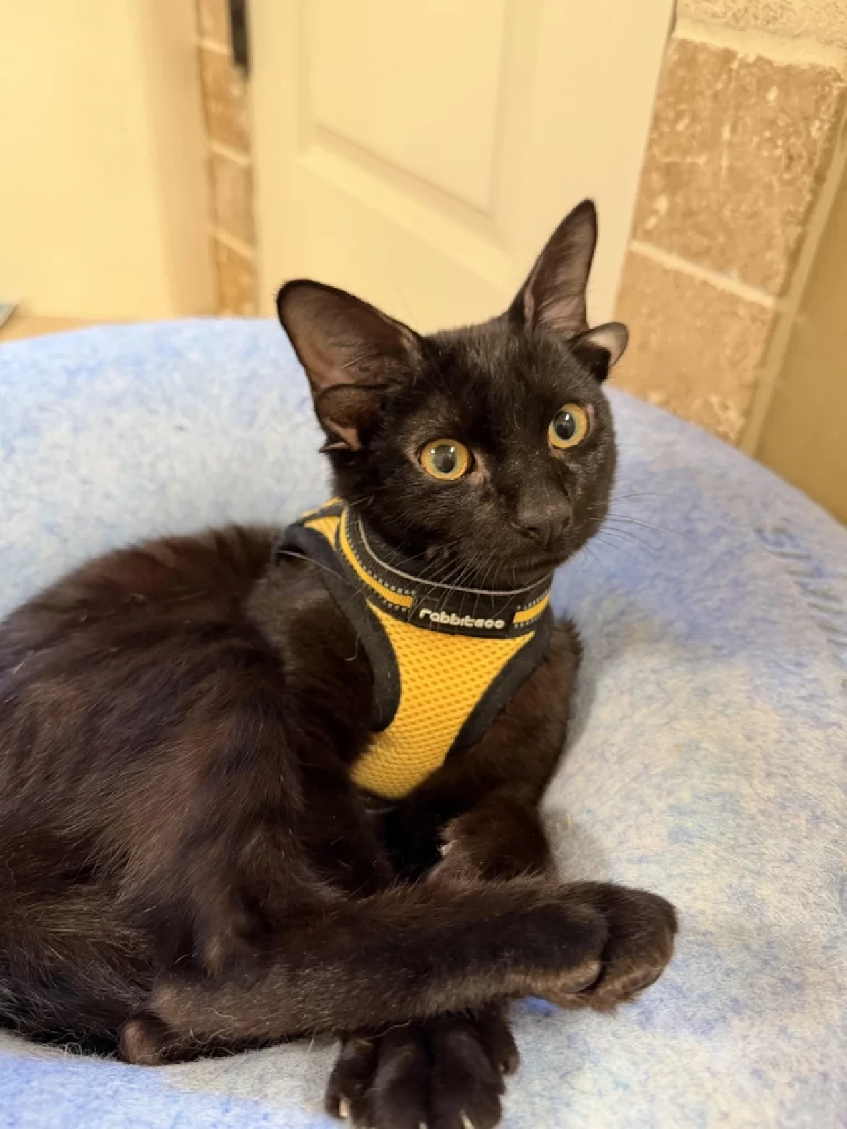 วาร์ป ด๊อบบี้ เจ้าเหมียวสีดำที่มี 4 หู ล่าสุดยังต้องรับการผ่าตัด