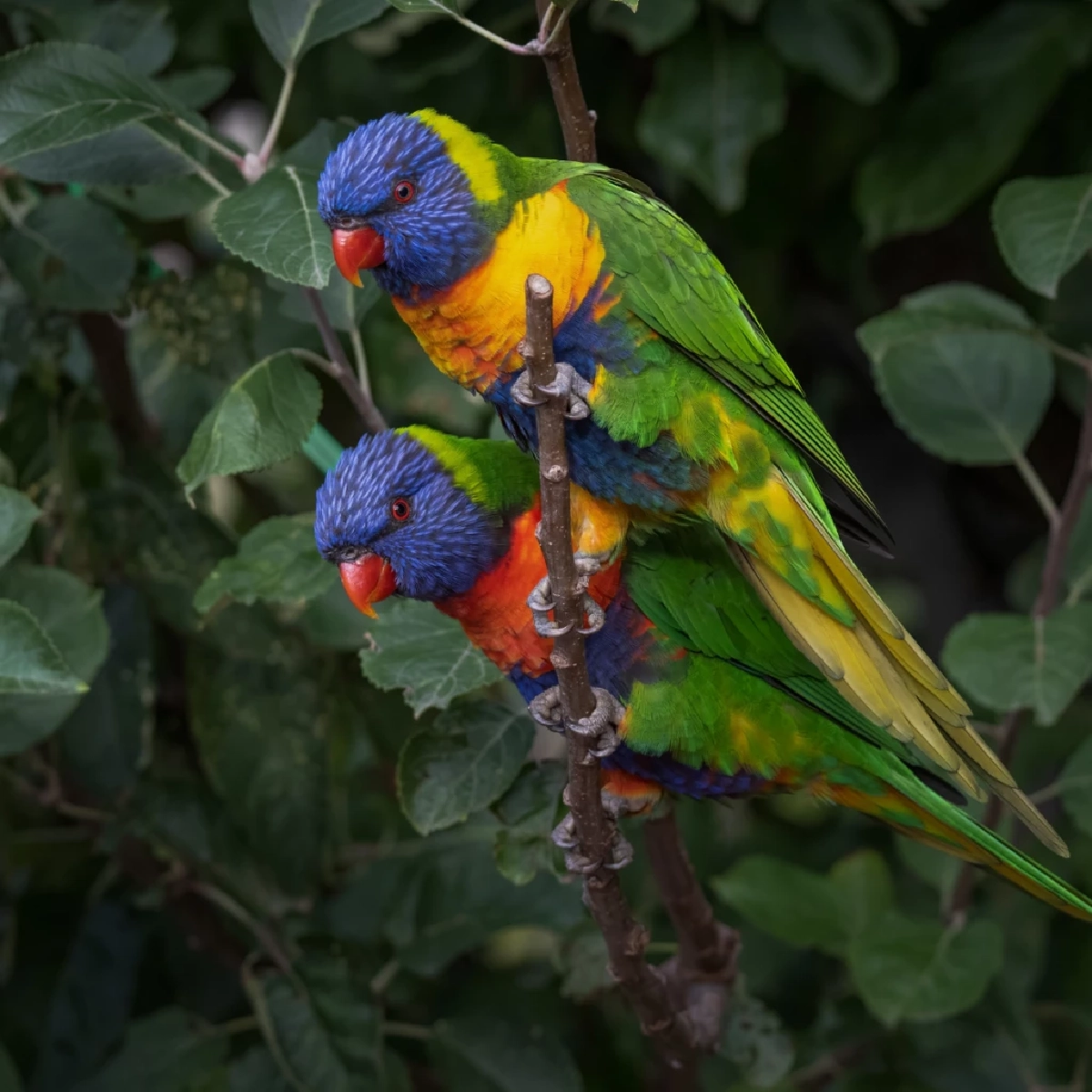 เตือนอันตรายจากมูลนก เช็ก 4 โรคระบบทางเดินหายใจที่ต้องระวัง