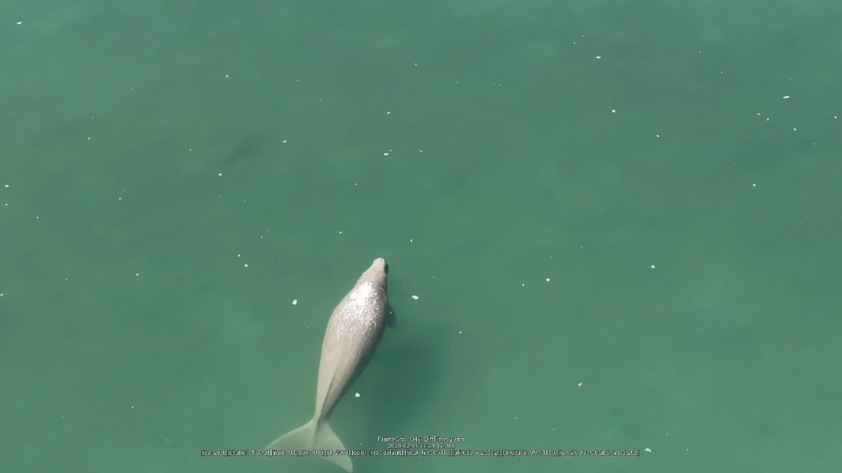 ตรังเฮ! สำรวจพบพะยูนเกาะลิบง 16 ตัว สุขภาพดีเยี่ยม สะท้อนทะเลยังสมบูรณ์