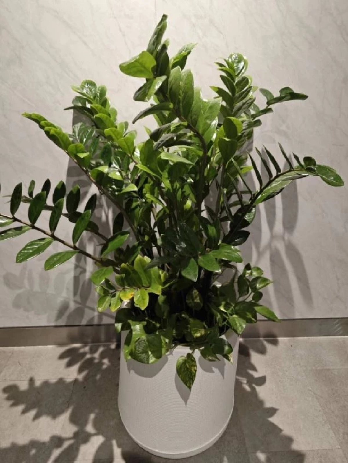 คัดมาแล้ว 5 ต้นไม้ฟอกอากาศ ควรมีติดบ้าน ปลูกง่าย ความหมายมงคล