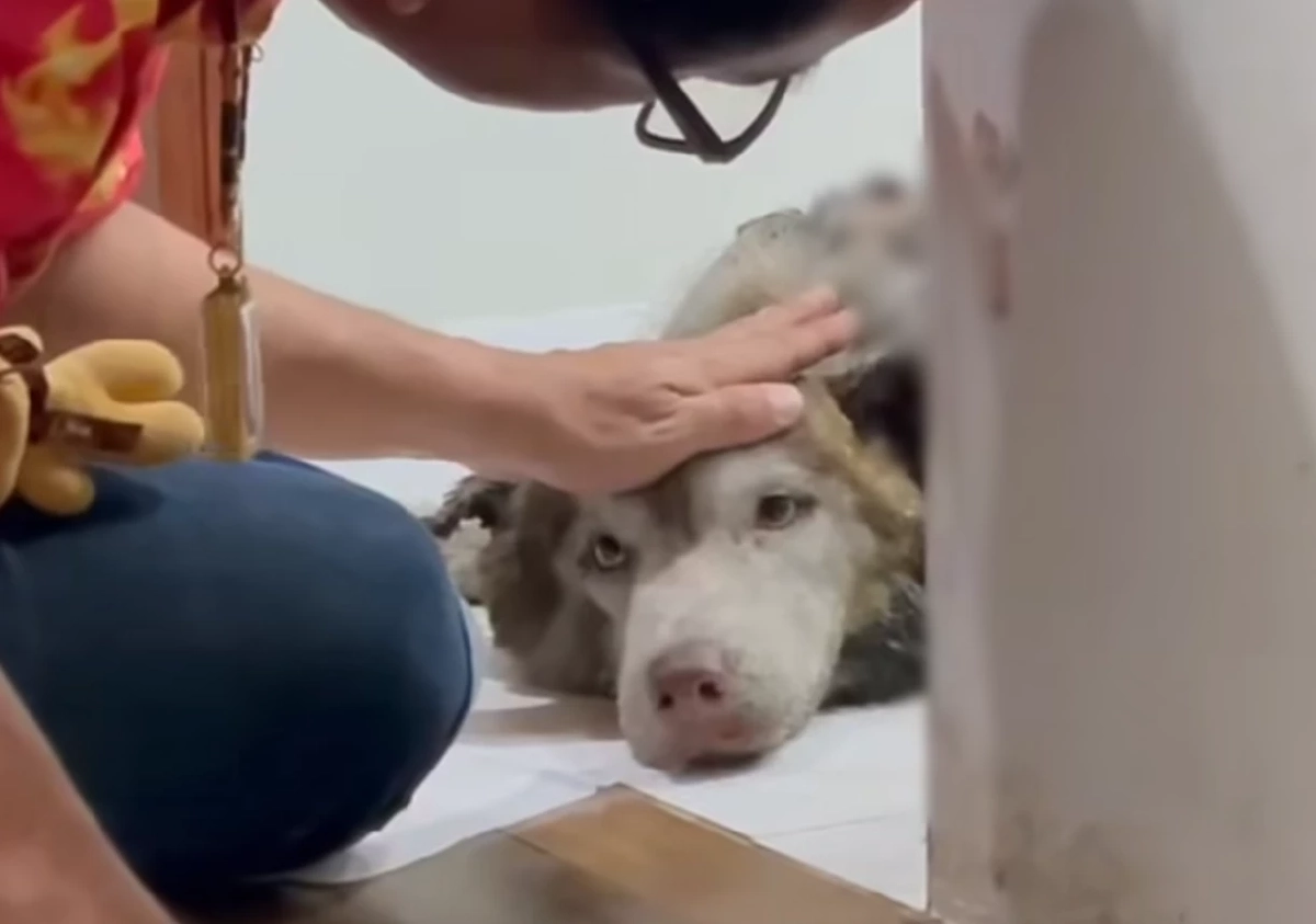 เจ้าของเข่าทรุด เห็นสภาพไซบีเรียน หลังหายออกจากบ้าน 2 วัน