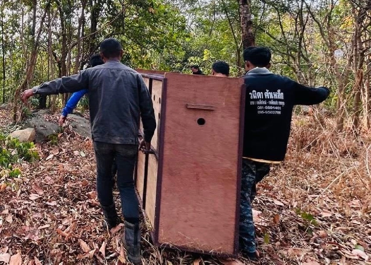 รักษาหายใน 5 วัน ปล่อยเลียงผา คืนป่าเขาภูหลวง หลังติดบ่วงสลิงเกือบไม่รอด